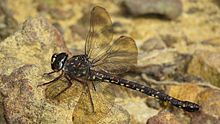 Weibliche Sydney Mountain Darner Seitenansicht (16950365308) .jpg