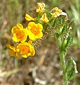 Amsinckia grandiflora