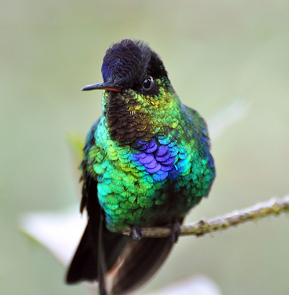 File:Fiery-throated Hummingbird (6901640606).jpg