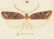Illustration of female by Hudson. Fig 18 MA I437908 TePapa Plate-XLVII-The-butterflies full (cropped).jpg