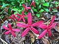 Silene virginica?