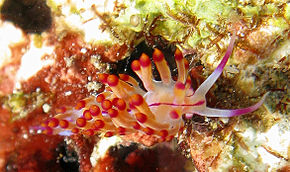 Descrição da imagem Flabellina rubrolineata 1.jpg.