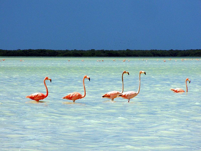 File:Flamenco rosa - Celestún, Yucatán 3.JPG