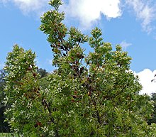 Flat Conebush (Leucadendron floridum) (32843566111).jpg