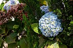 'Hydrangea macrophylla flower'
