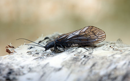 Florfliege Alderfly Sialis lutaria.jpg