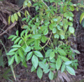 Carya floridana -hikkorilaji