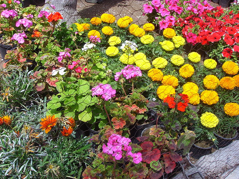 File:Flowers in a cage.JPG