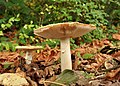 * Nomination Fly agaric again. --The High Fin Sperm Whale 05:11, 30 October 2011 (UTC) * Promotion Good quality. --Raghith 07:13, 30 October 2011 (UTC)