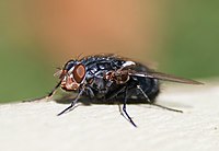 Female Caliphora vicina (Calliphoridae)