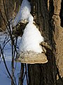 * Nomination Tinder fungus in snow. -- George Chernilevsky 19:16, 6 November 2014 (UTC) * Promotion Good quality.--ArildV 19:54, 6 November 2014 (UTC)