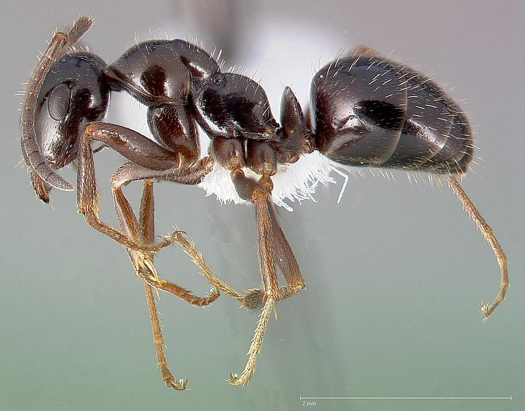 File:Formica lasioides casent0005380 profile 1.jpg