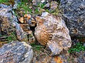 Fossils. a view from Goygol National Park. Photo by Uzeyir Mikayilov 0.jpg