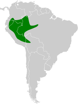 Ареал виду (включно з ареалом перуанського кущівника-чубаня)