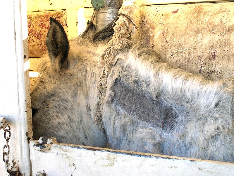 File:Freeze brand on a wild horse at Palomino Valley National Wild Horse and Burro Center.jpg