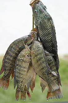 Picture of 5 or more dripping fish suspended on a vertical string or stick