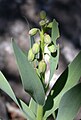 Fritillaria persica Israel - Upper Galilee