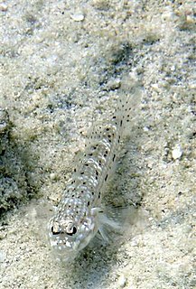 <i>Fusigobius</i>