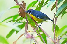 GC2 7394 Crimson-breasted Flowerpecker.jpg