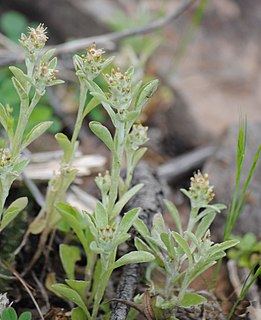 <i>Gamochaeta pensylvanica</i> Species of flowering plant