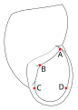 pariëtale, palatale en columellaire zijde (Apertura (mollusken))