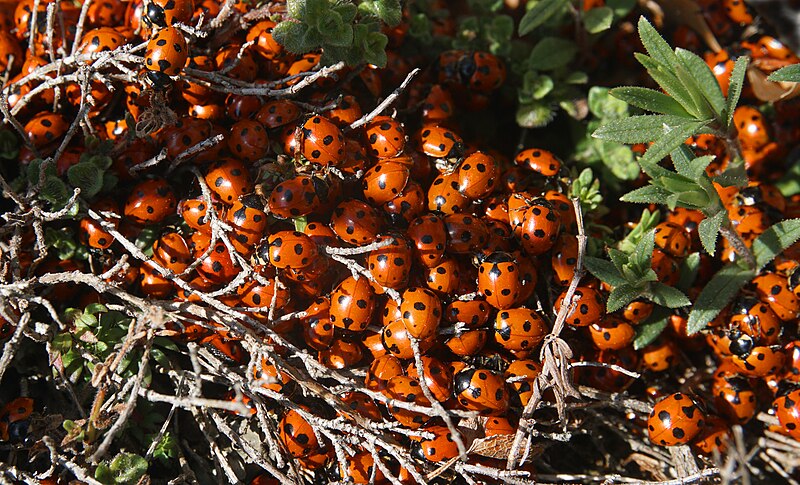 File:Gathering of ladybug.jpg