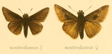 Gegenes nostrodamus