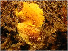 Geitodoris heathi.jpg 