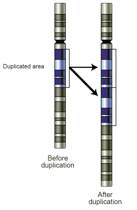 ไฟล์:Gene-duplication.png
