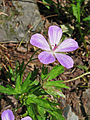 Geranium yesoense var. nipponicum 01.jpg