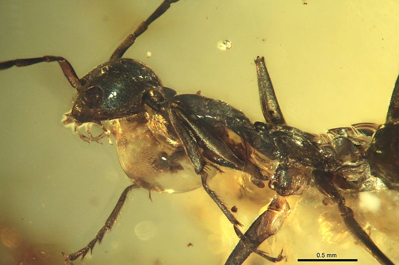 File:Gerontoformica orientalis IGRBU001 head.jpg