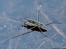 A water strider Gerris lacustris 03.JPG