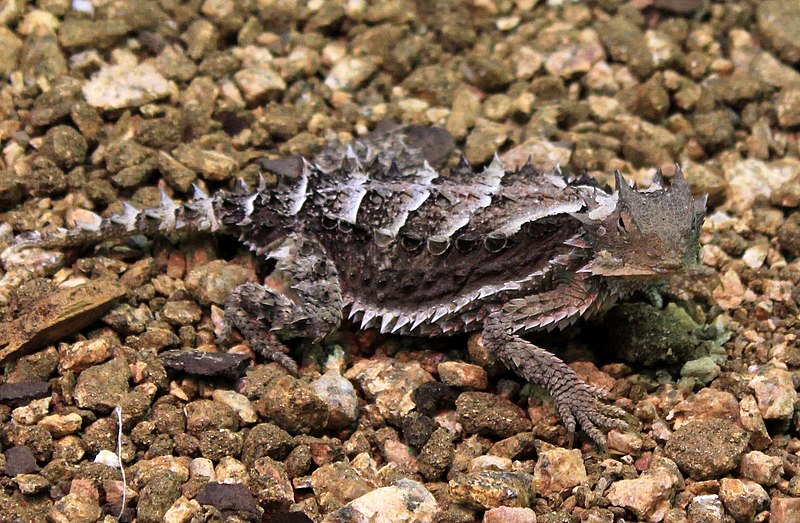 File:Gfp-mexican-west-coast-giant-horned-lizard (crop 1).jpg