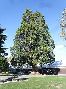 Giant Redwood at Rangiora High School GiantRedwoodRangioraHS.jpg