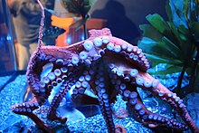 Giant Pacific octopus Giant Pacific Octopus (Octopus dofleini) (7007259144).jpg