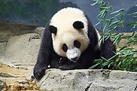 Giant Panda Xiao Qi Ji at Smithsonian's National Zoo.jpg