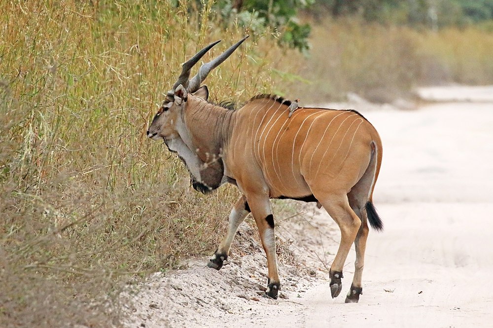 The average adult weight of a Giant eland is 644.51 kg (1420.9 lbs)