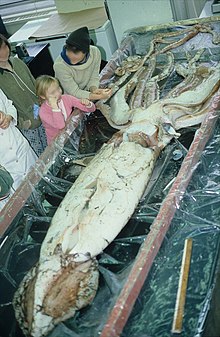Calamars à longs bras observés dans les eaux australiennes