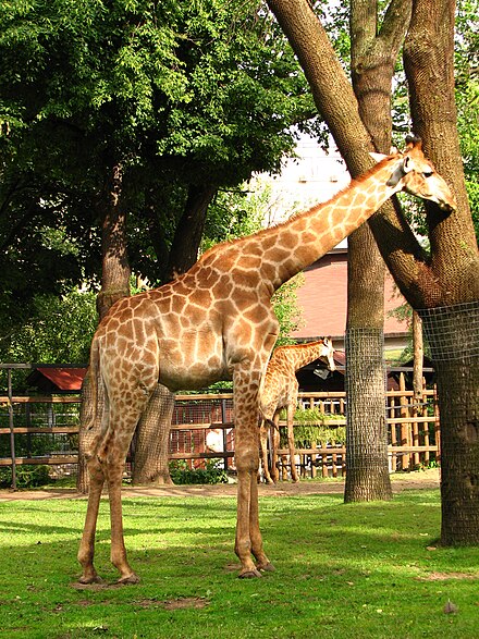 Do you like zoos. Московский зоопарк зоопарки. Московский государственный Зоологический парк. Московский зоопарк, Москва. Жираф в Московском зоопарке.