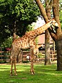Giraffe at Moscow Zoo