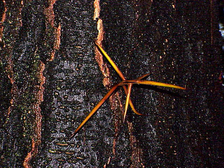 Gleditsia_japonica