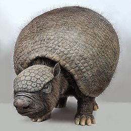 glyptodon model reconstructie gemaakt door Jaap Roos