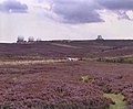 Goathland Moor - geograph.org.uk - 1160874.jpg