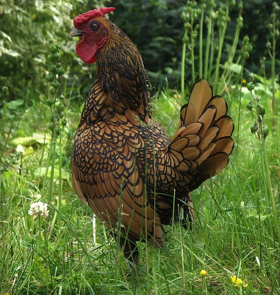 File:Golden sebright cockerel.jpg