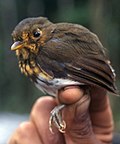 Thumbnail for Ochre-breasted antpitta