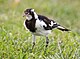 Grallina cyanoleuca Female.jpg