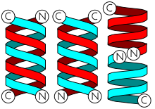 Gramicidin helices. Antiparallel (left) and parallel double helices and the helix dimer present in lipid bilayers. C and N are C- and N-terminals. Gramicidin helices.svg