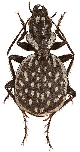 Graphipterus minutus