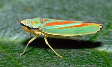 Graphocephala fennahi (aka) .jpg