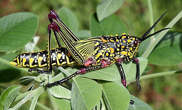 grasshopper in Singida, Tanzania